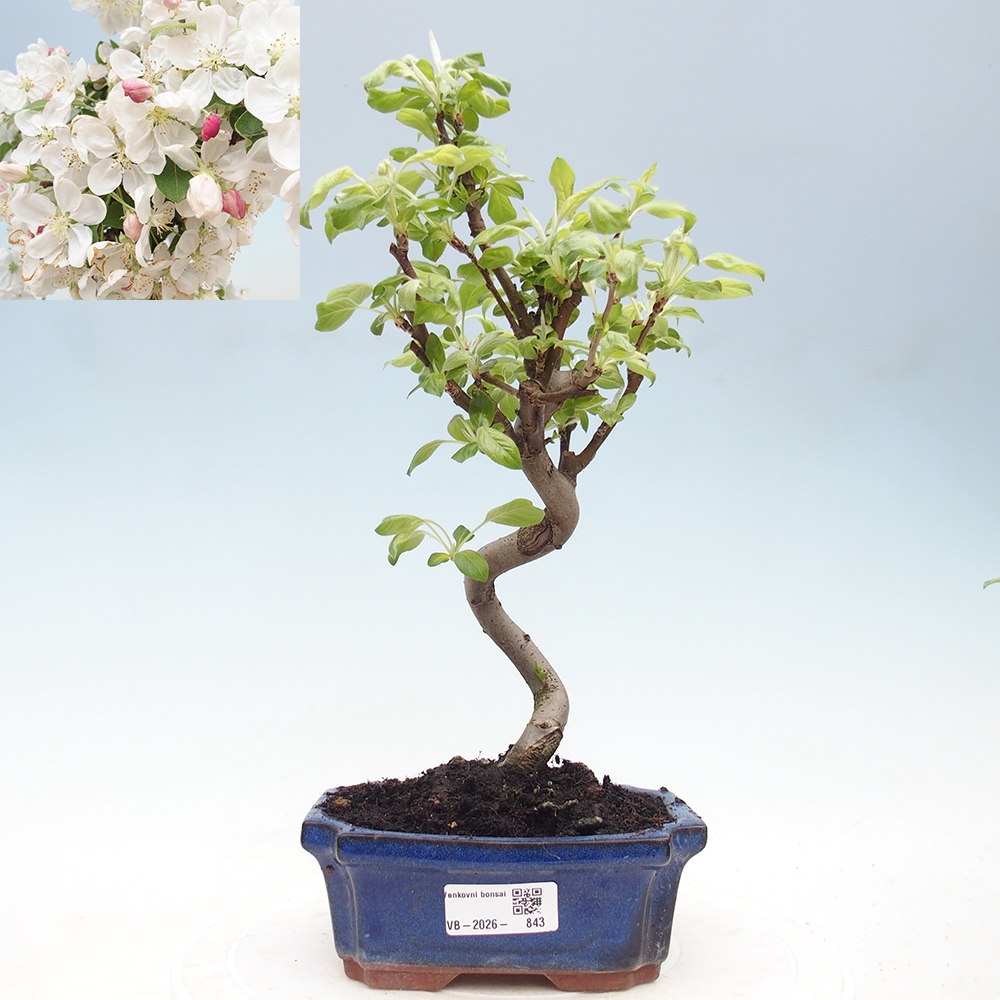 Outdoor bonsai -Malus halliana - Small-fruited apple tree