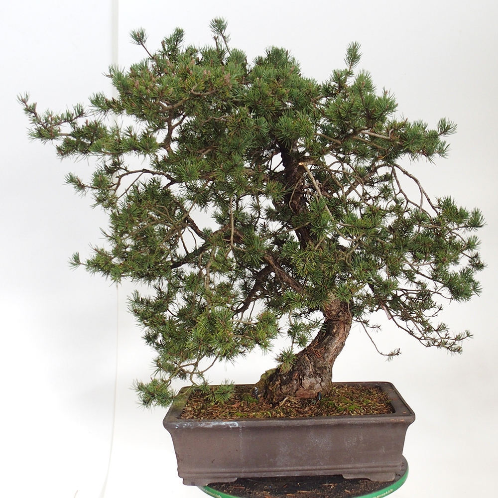 Yamadori - Pinus sylvestris Spain