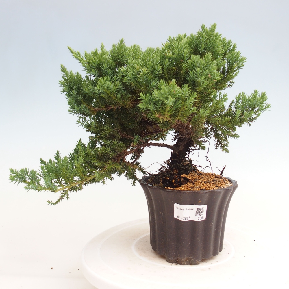 Outdoor bonsai - Juniperus procumbens - Prostrate Juniper