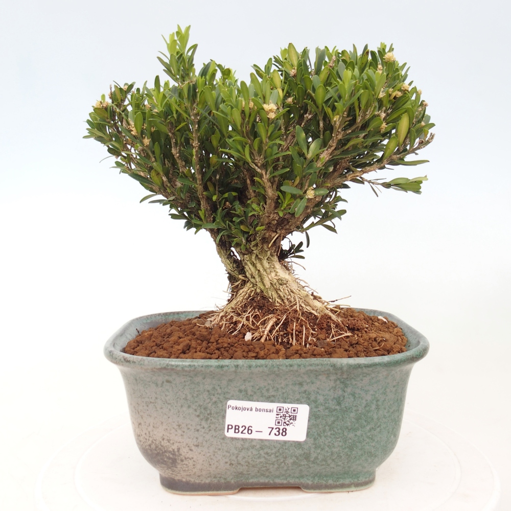 Room bonsai - Buxus harlandii - cork buxus