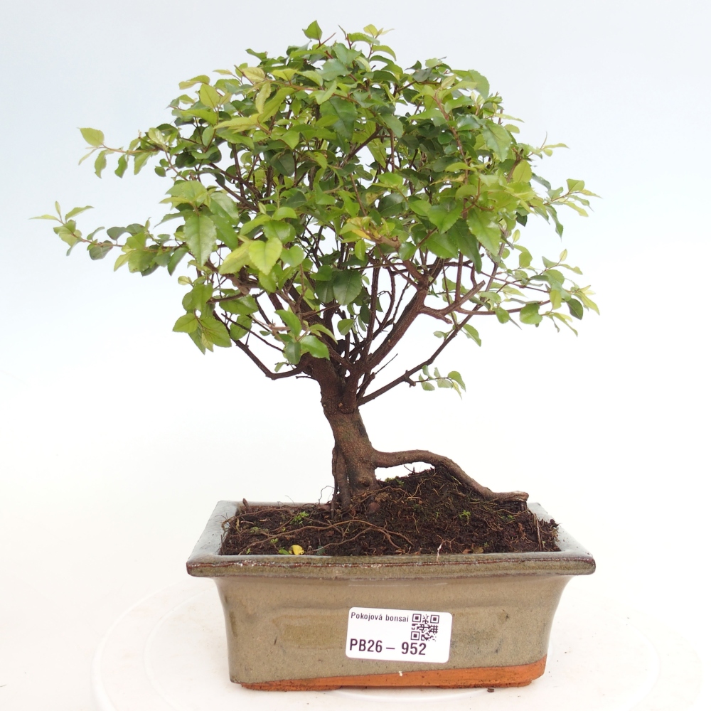 Room bonsai - Sageretia thea - Sageretia thea