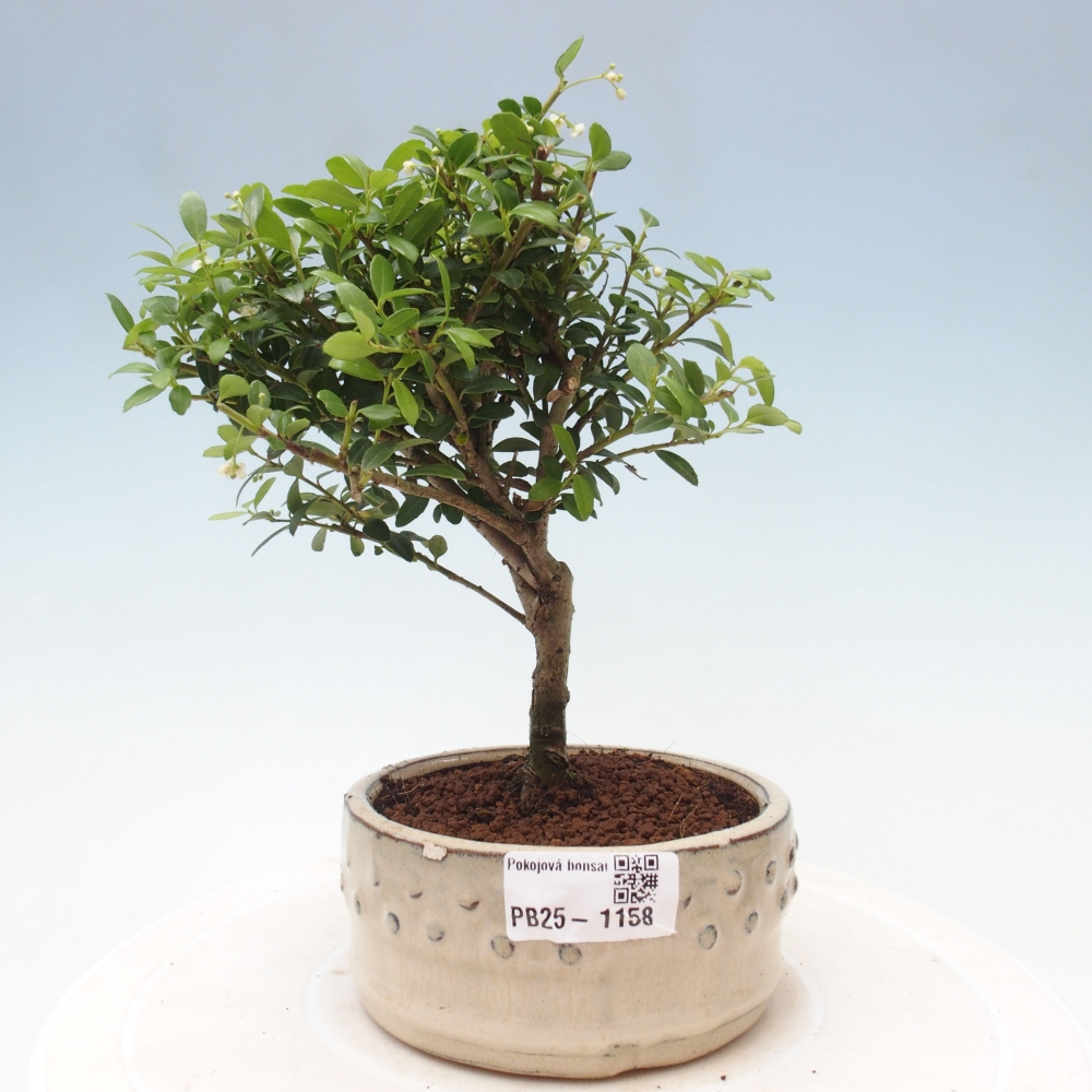 Indoor bonsai - Ilex crenata - Holly