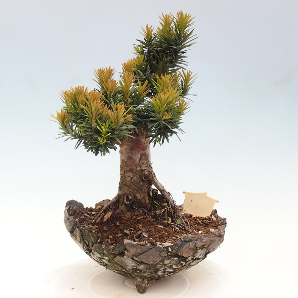 Outdoor bonsai - Taxus cuspidata - Japanese yew