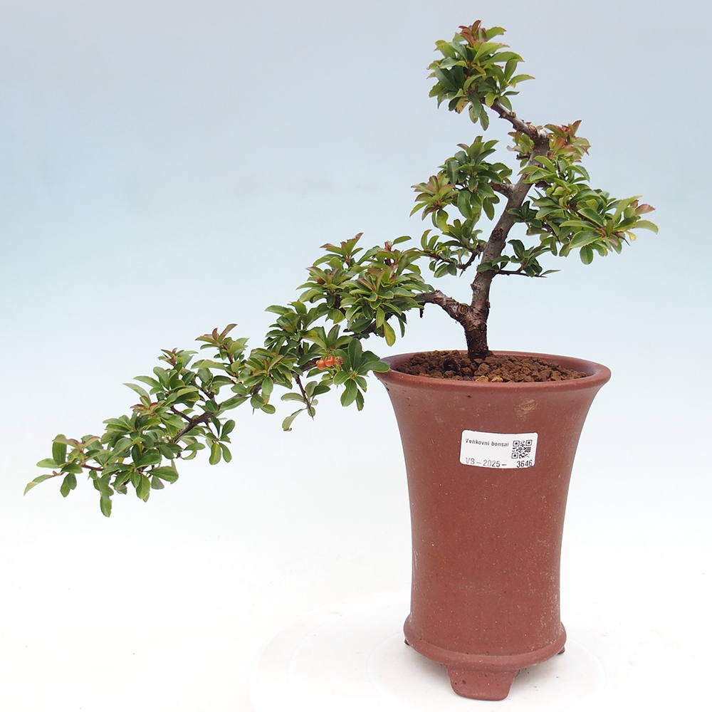 Outdoor bonsai-Pyracantha Teton -Hlox