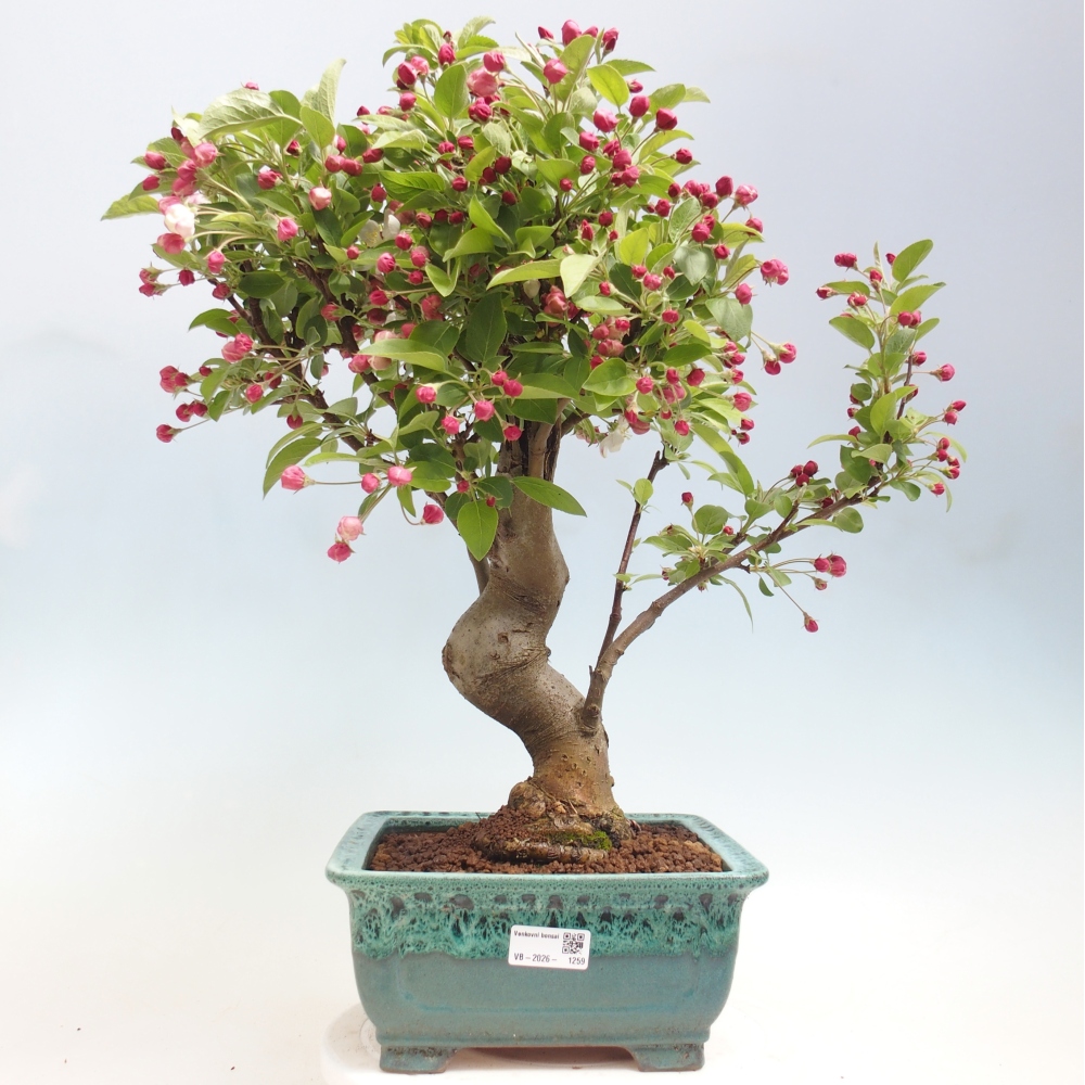 Outdoor bonsai -Malus halliana - Small-fruited apple tree