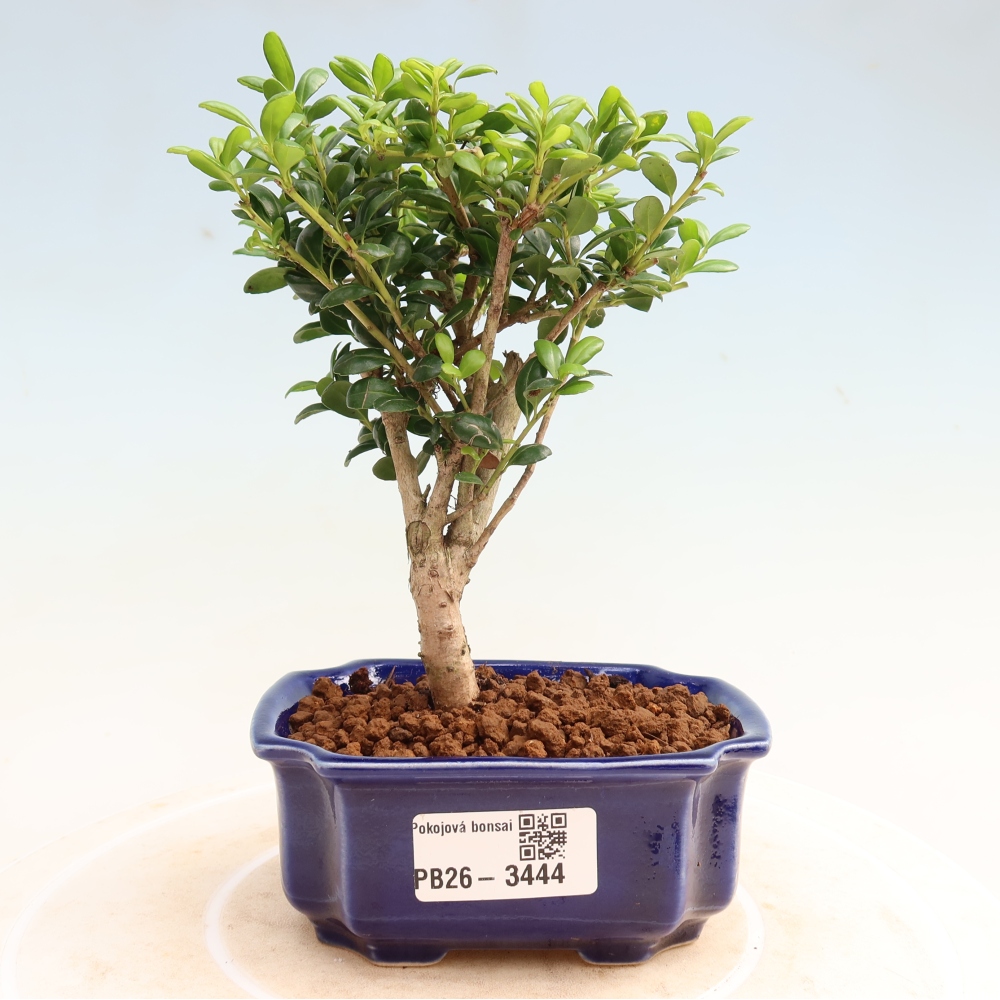 Room bonsai - Ilex crenata - Holly