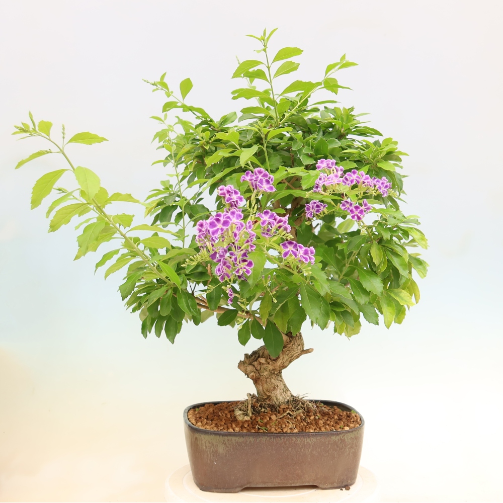 Room bonsai - Duranta erecta Aurea