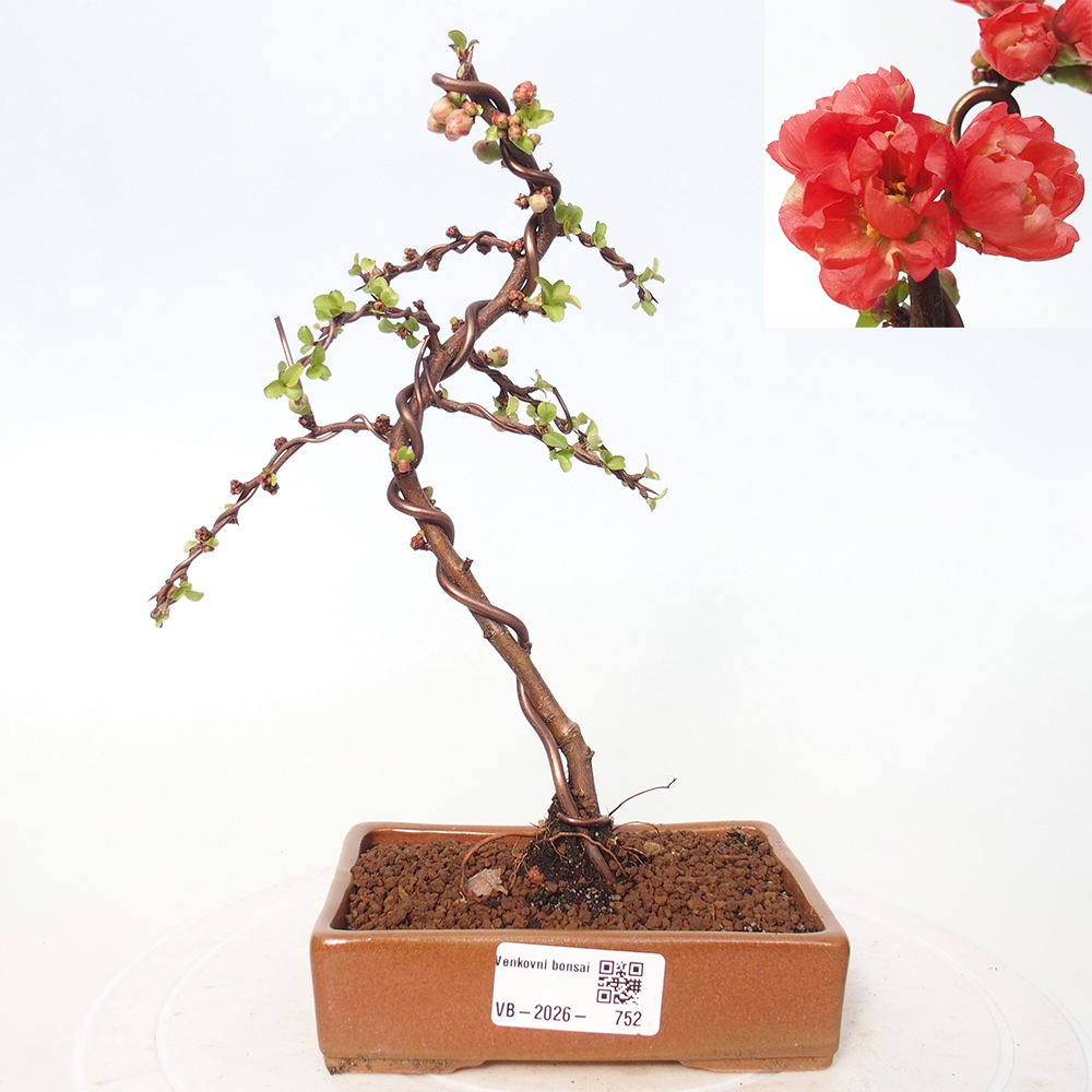 Outdoor bonsai - Chaneomeles s. Red Joy - Quince