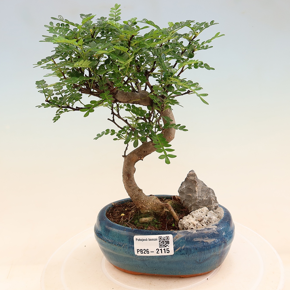 Room bonsai - Zantoxylum piperitum - pepper tree