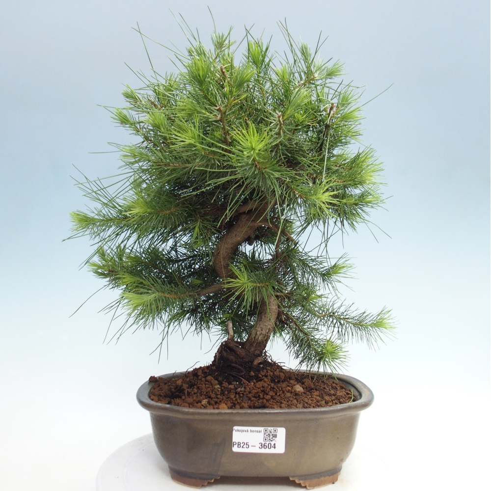 Room bonsai-Pinus halepensis-Pine of Aleppo