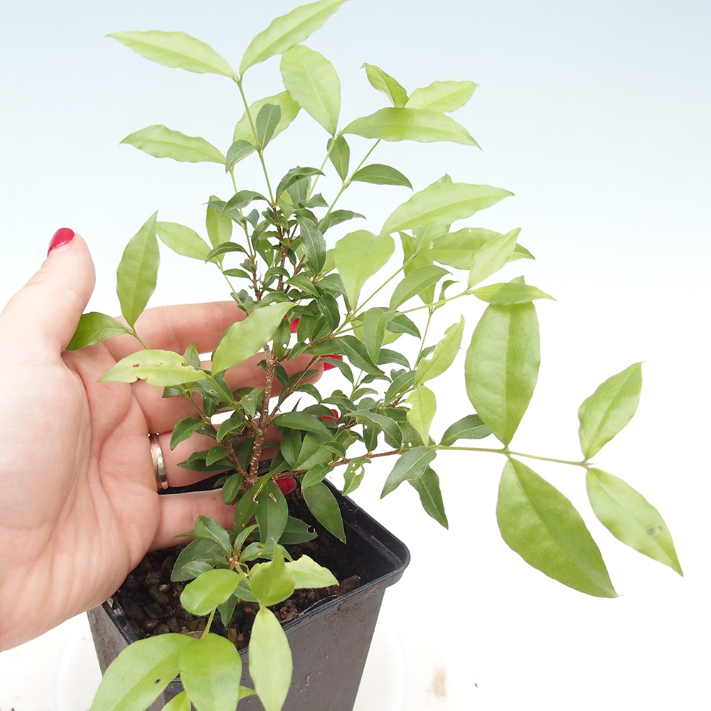Room bonsai - Malpighia coccigera- Barbdor cherry in container