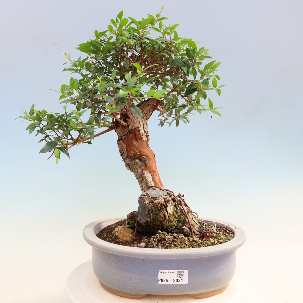 Indoor Bonsai - Myrtus communis - Common Myrtle