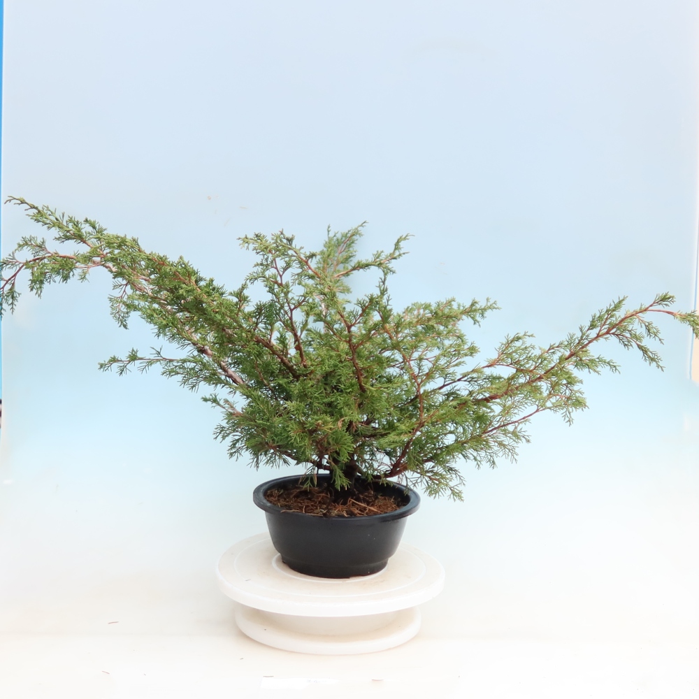 Outdoor Bonsai - Juniperus chinensis Itoigawa - Chinese Juniper