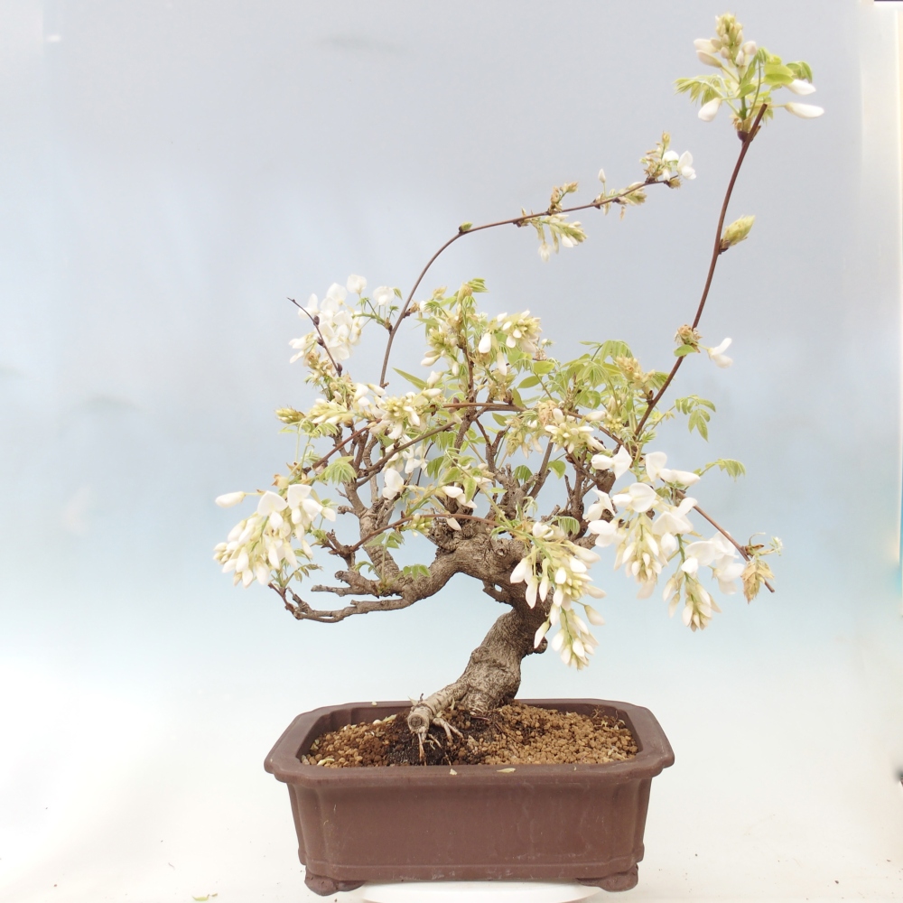 Outdoor bonsai - Vistaria - Wisteria