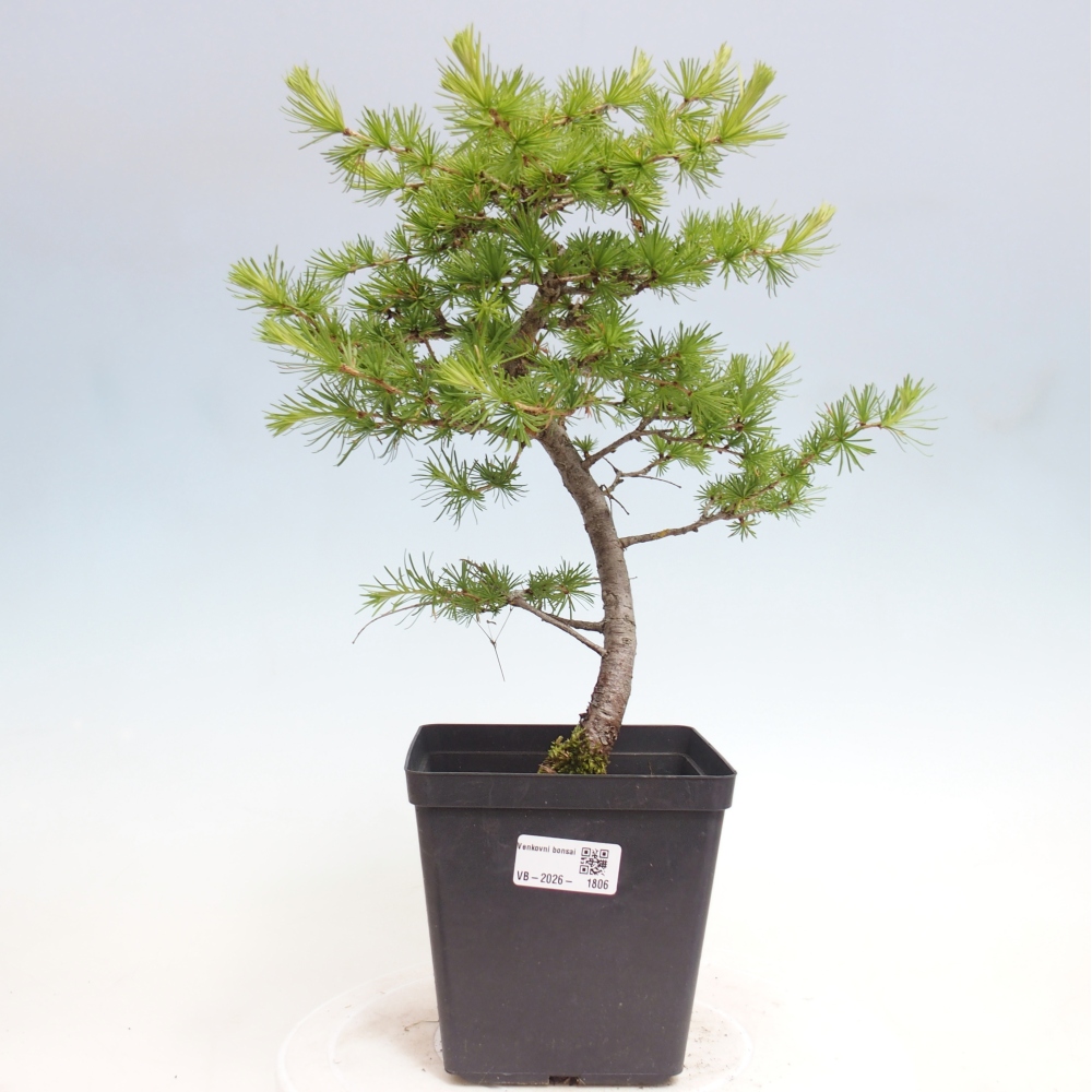 Outdoor bonsai -Larix decidua - Larch