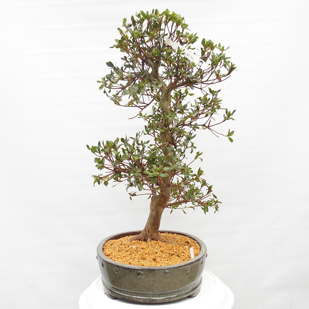 Outdoor bonsai - Japanese Azalea - Azalea Hand