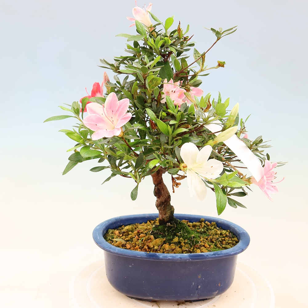 Outdoor bonsai - Japanese Azalea - Azalea Senhime