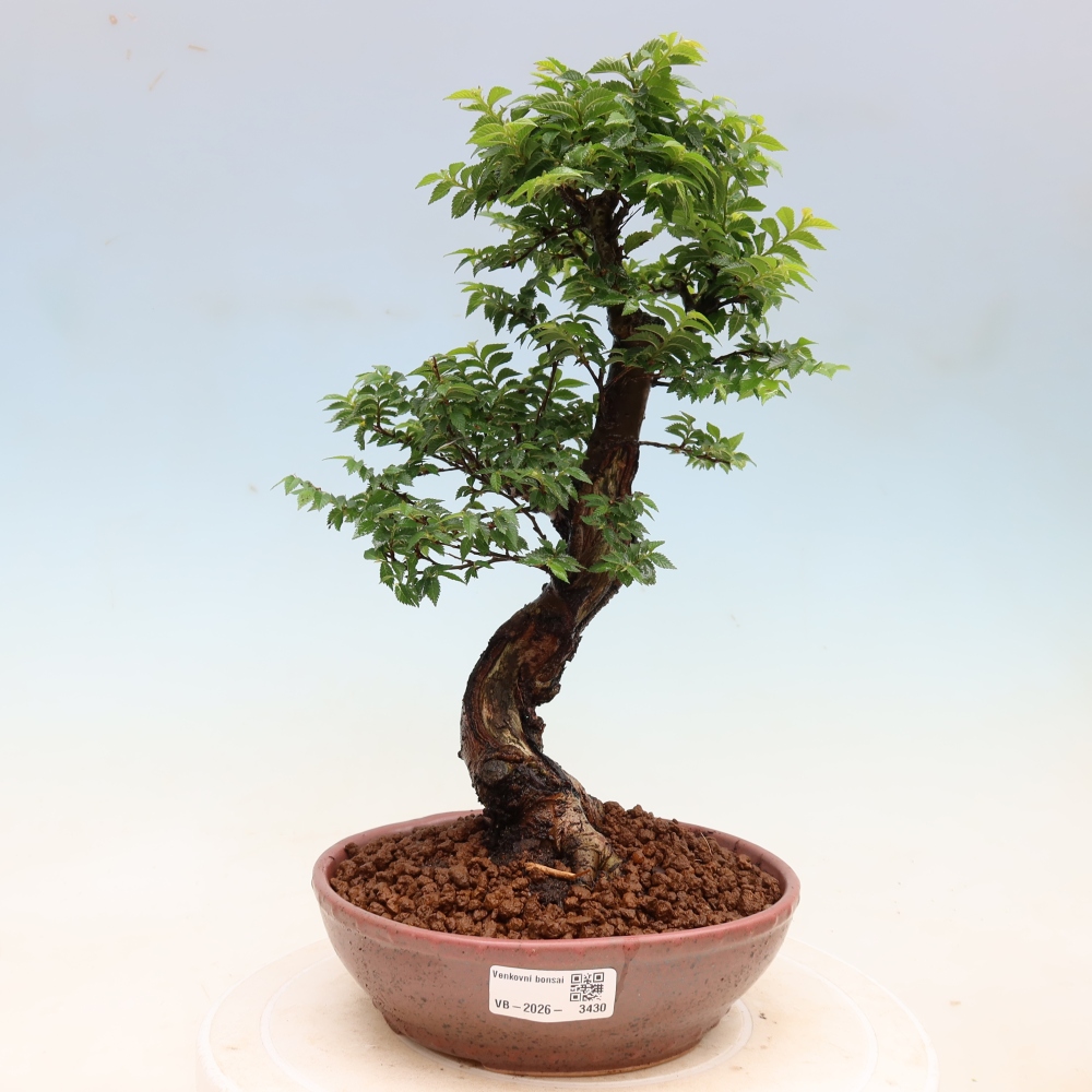 Outdoor Bonsai - Ulmus Jacqueline Hillier - European White Elm
