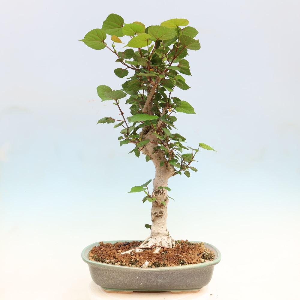 Indoor bonsai - Hibiscus tiliaceus - Sea Hibiscus