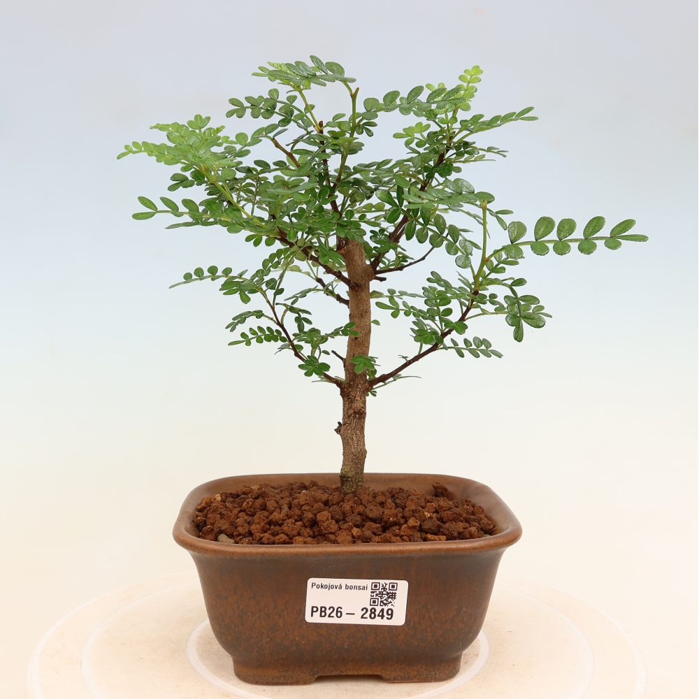 Room bonsai - Zantoxylum piperitum - pepper tree