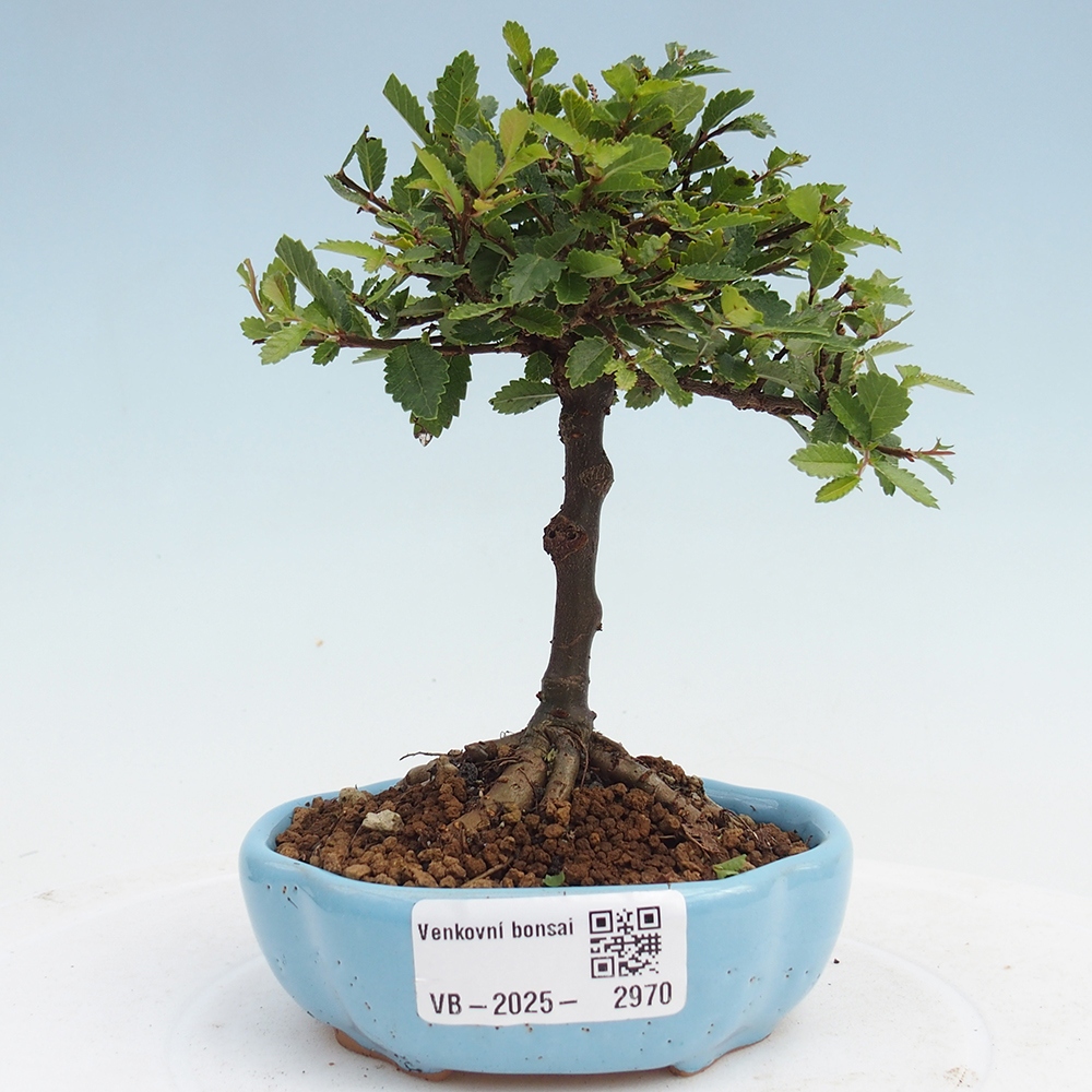 Outdoor bonsai - Ulmus parvifolia Sagei - Small-leaved elm