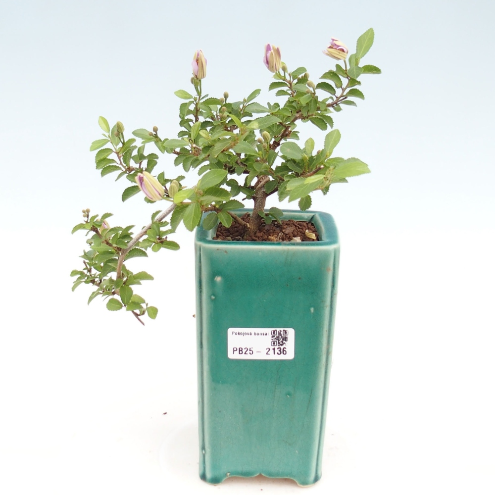 Indoor bonsai - Grewia occidentalis - Lavender star