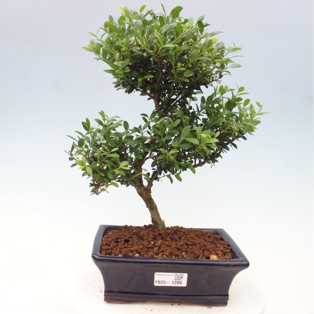 Indoor bonsai - Ilex crenata - Holly