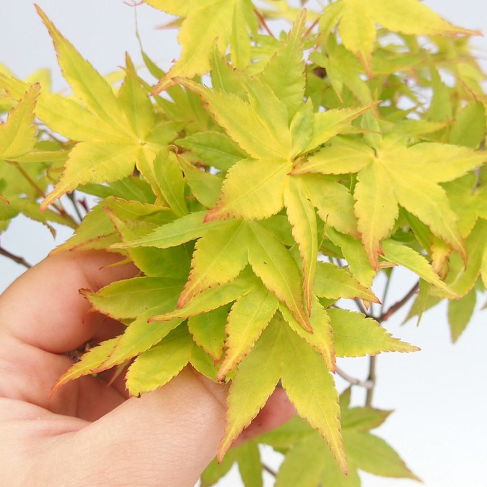 Outdoor bonsai -Javor golden palm - Acer palmatum Aureum in container