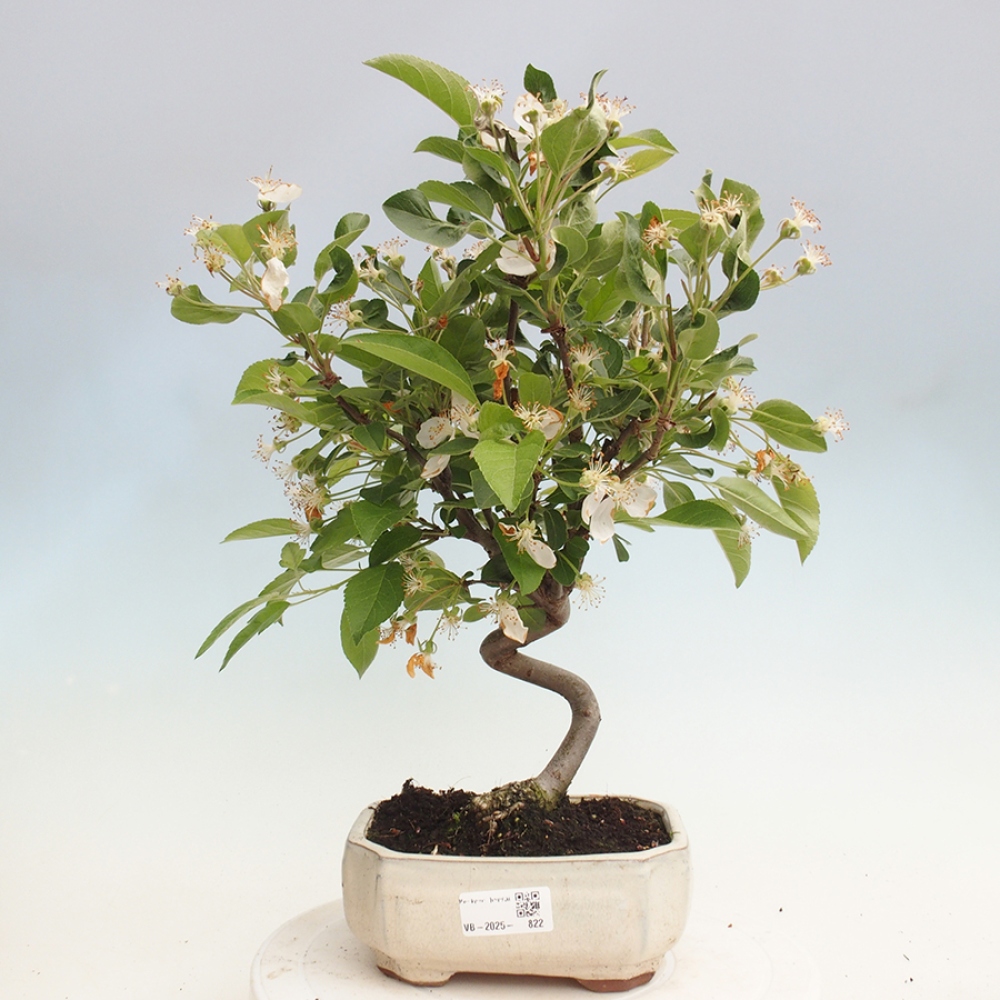 Outdoor bonsai - Malus halliana - Small-fruited apple tree