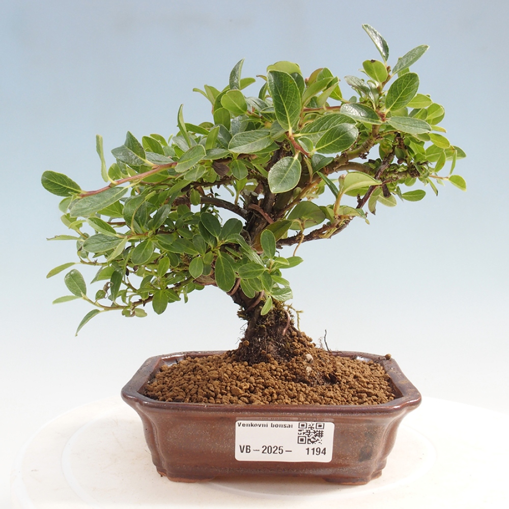 Outdoor bonsai - Cotoneaster horizontalis - Rock tree