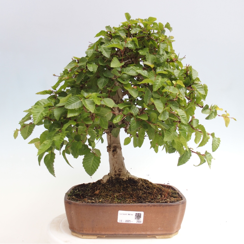 Outdoor bonsai -Carpinus CARPINOIDES - Korean hornbeam