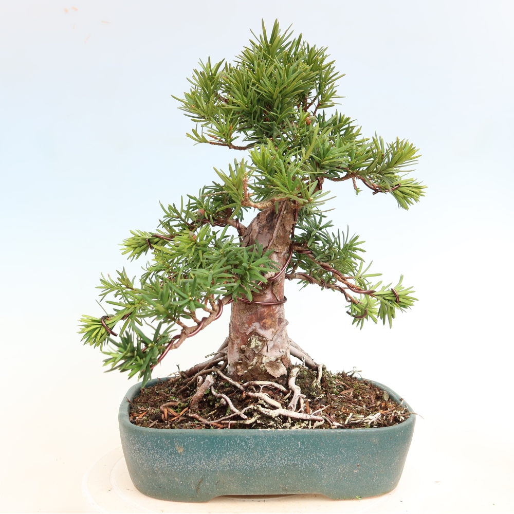 Outdoor Bonsai - Taxus cuspidata  - Japanese Yew