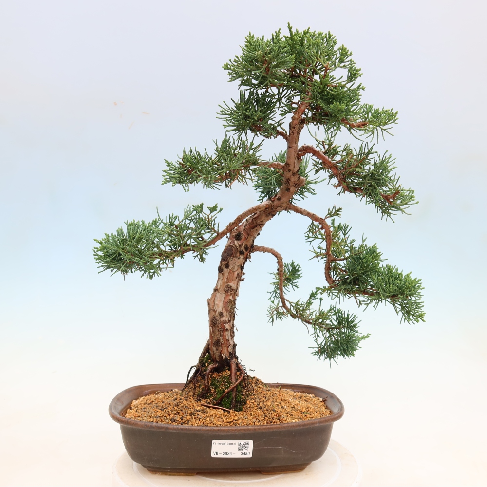 Outdoor bonsai - Juniperus chinensis Kishu