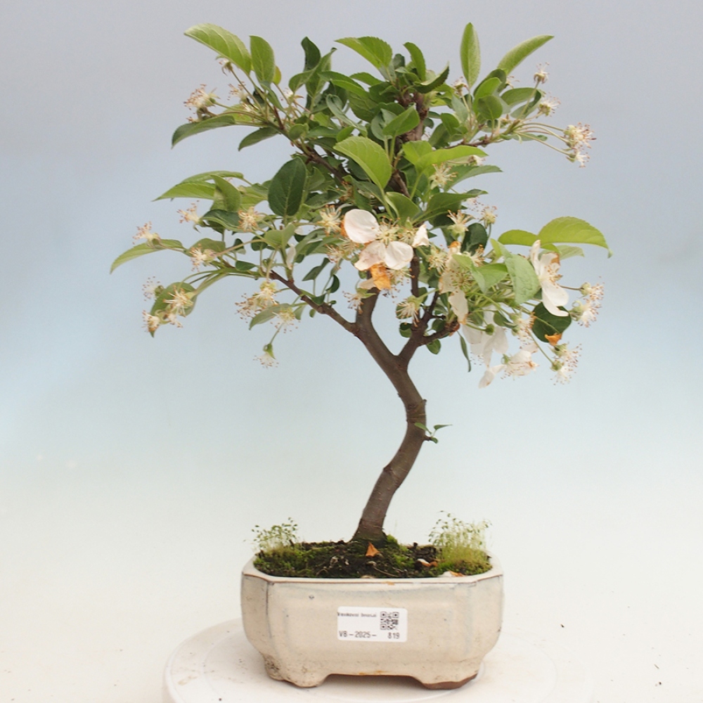 Outdoor bonsai - Malus halliana - Small-fruited apple tree