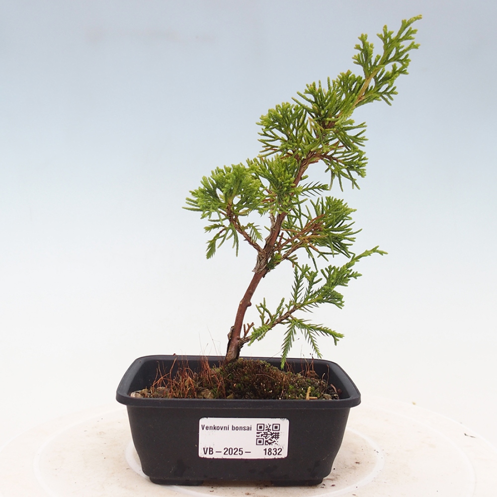 Outdoor bonsai - Juniperus chinensis Itoigawa - Chinese juniper