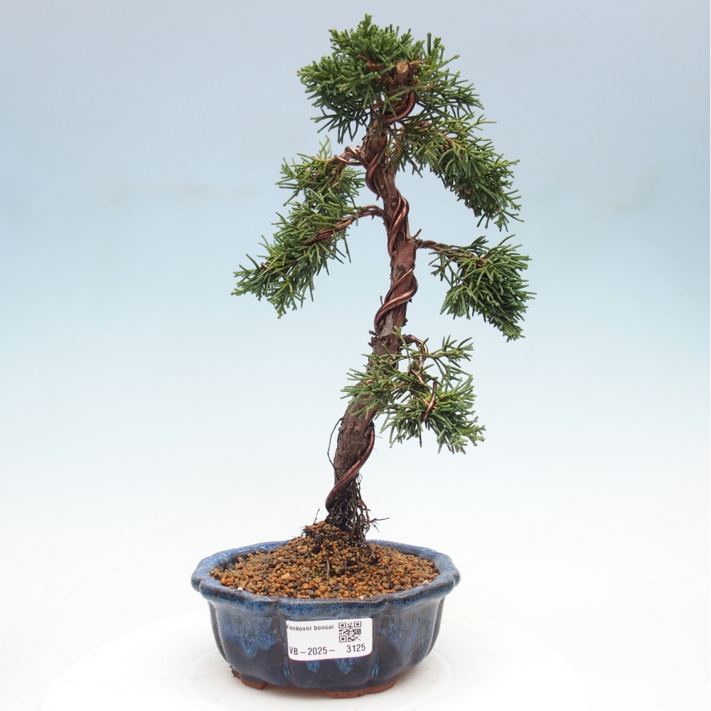 Outdoor bonsai - Juniperus chinensis Kishu - Chinese Juniper