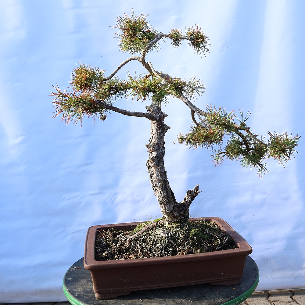 Pinus sylvestris Spain - Scots pine