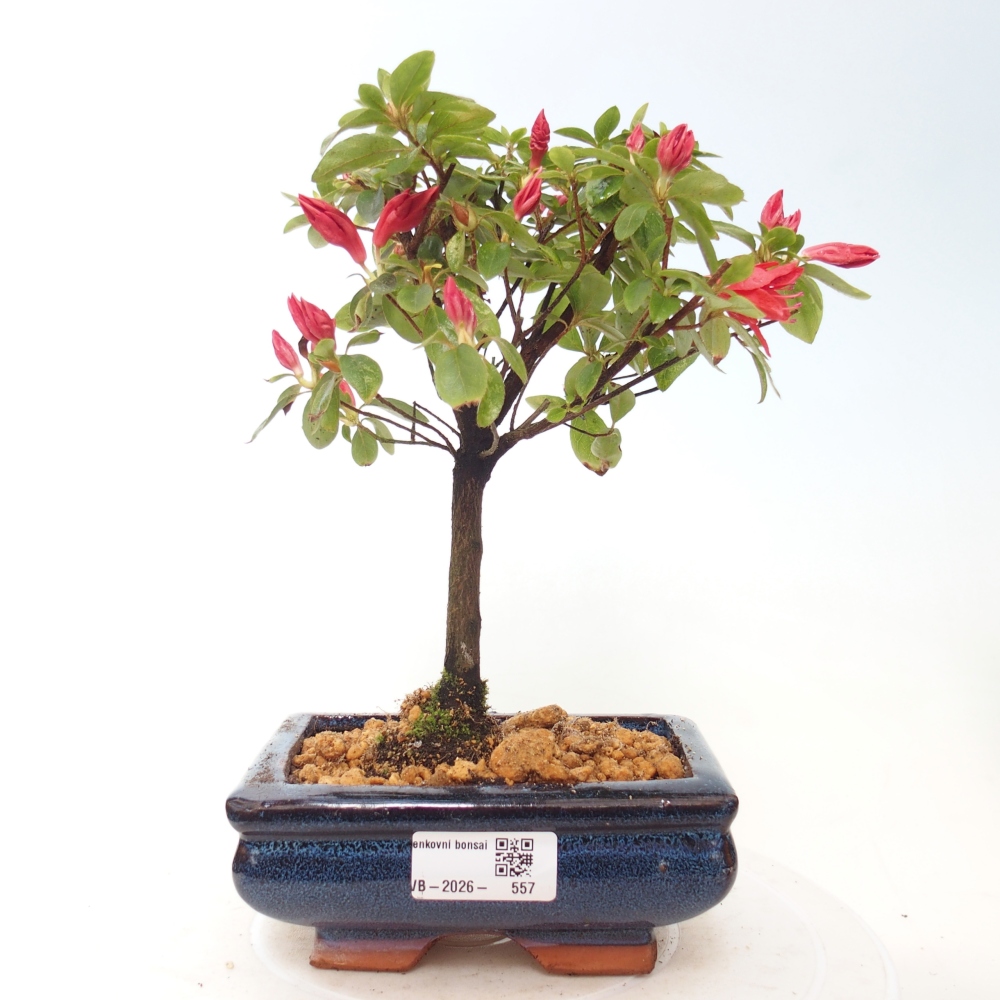 Outdoor bonsai - Japanese azalea - Azalea sp.