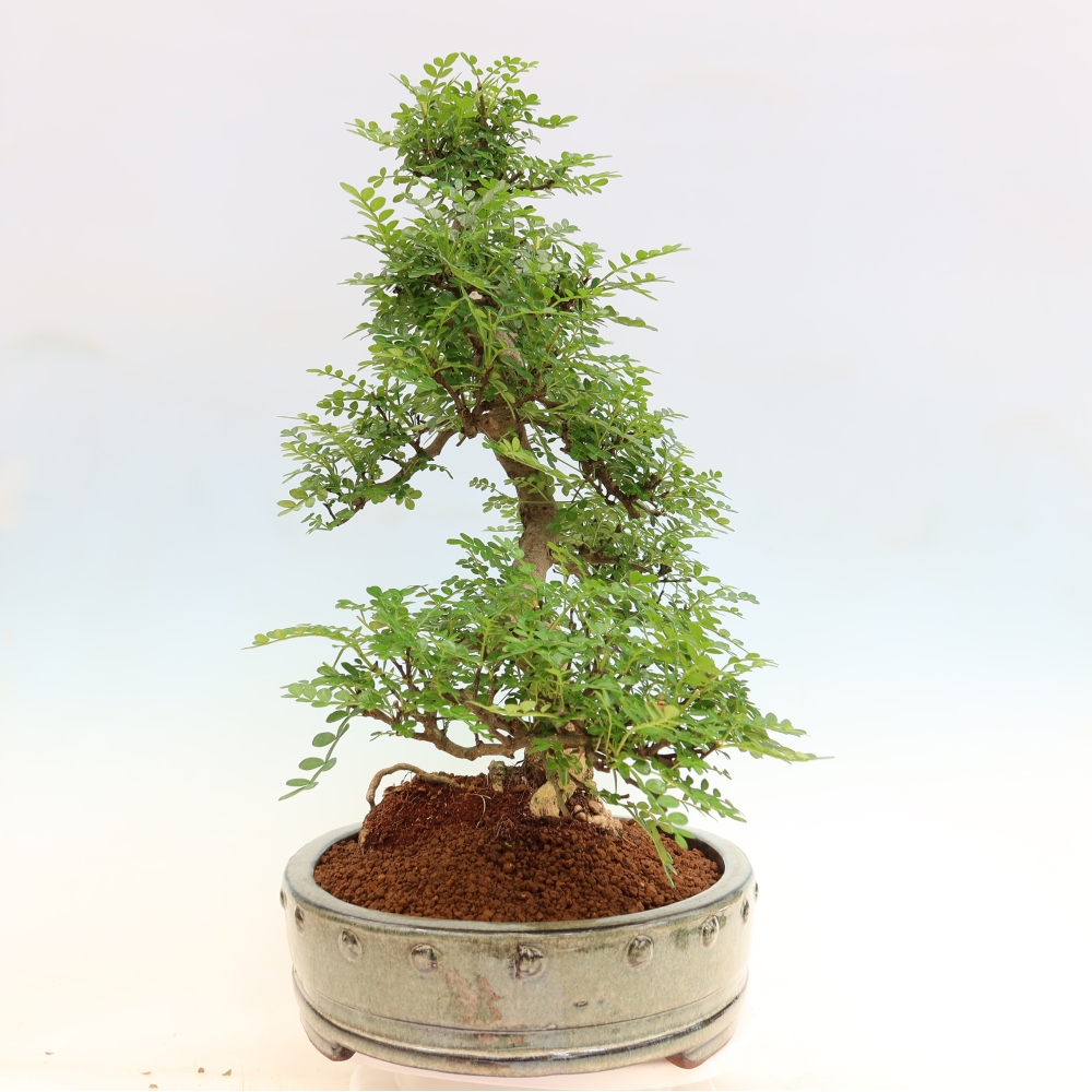 Room bonsai - Zantoxylum piperitum - pepper tree