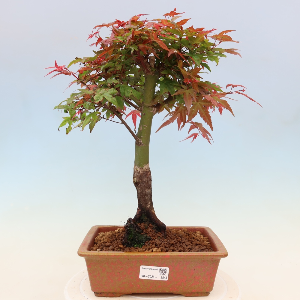 Norway maple - Acer palmatum Beni Tsukasa