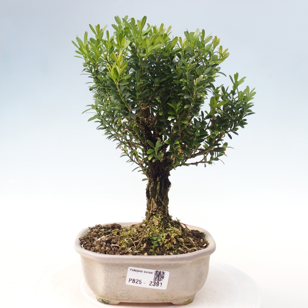 Indoor bonsai - Buxus harlandii - Cork boxwood