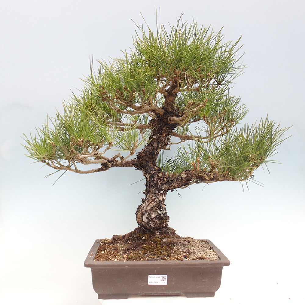 Outdoor bonsai - Pinus thunbergii - Thunberg pine