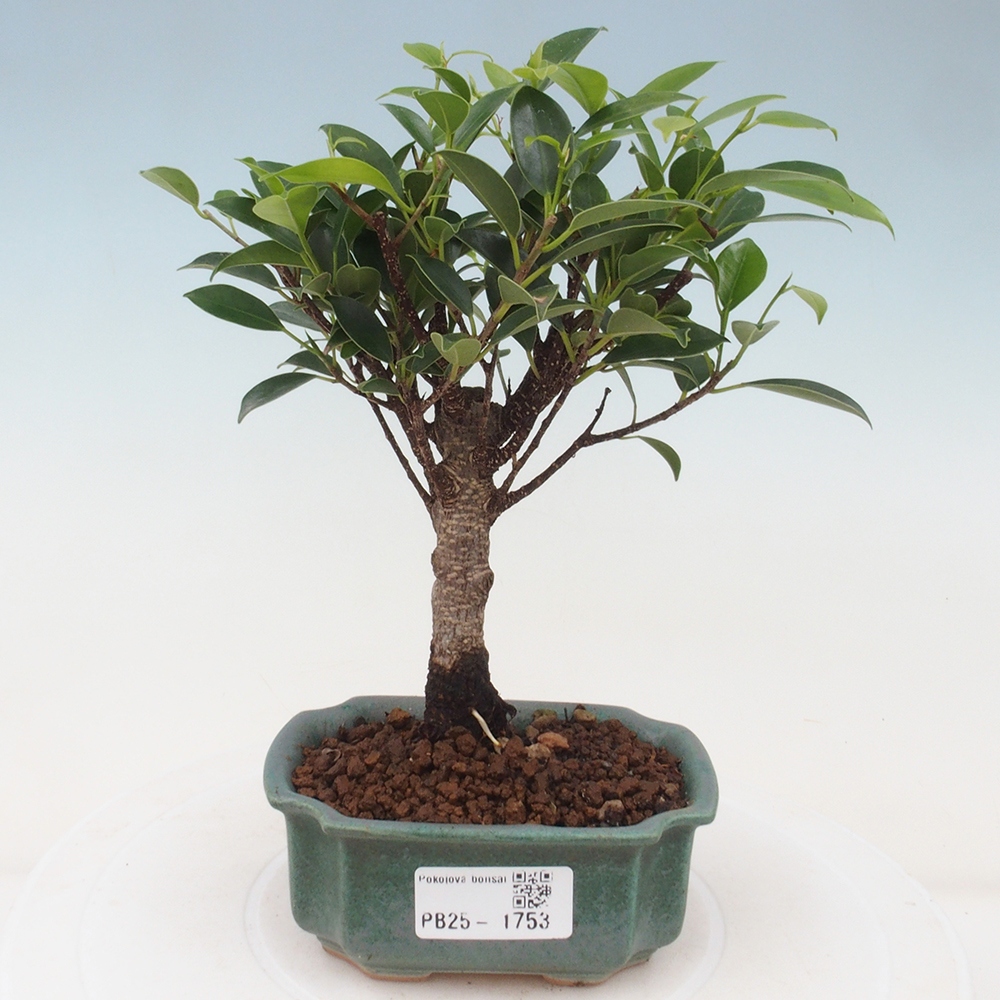 Indoor bonsai - Small-leaved ficus - Ficus kimmen