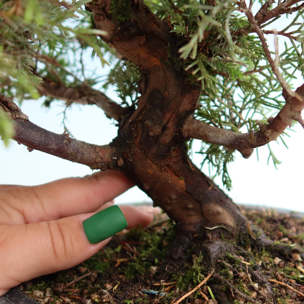Outdoor Bonsai - Juniperus chinensis Itoigawa - Chinese Juniper