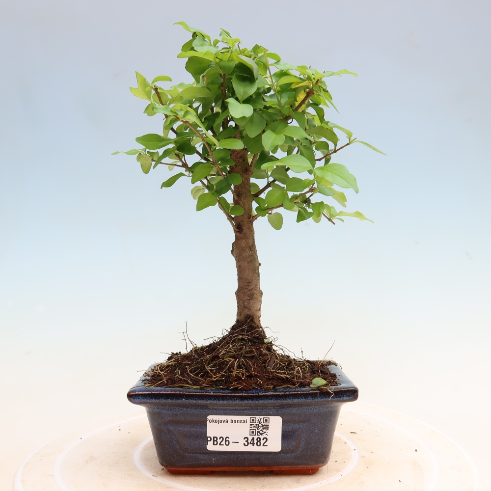 Room bonsai -Ligustrum chinensis - Birds Beak