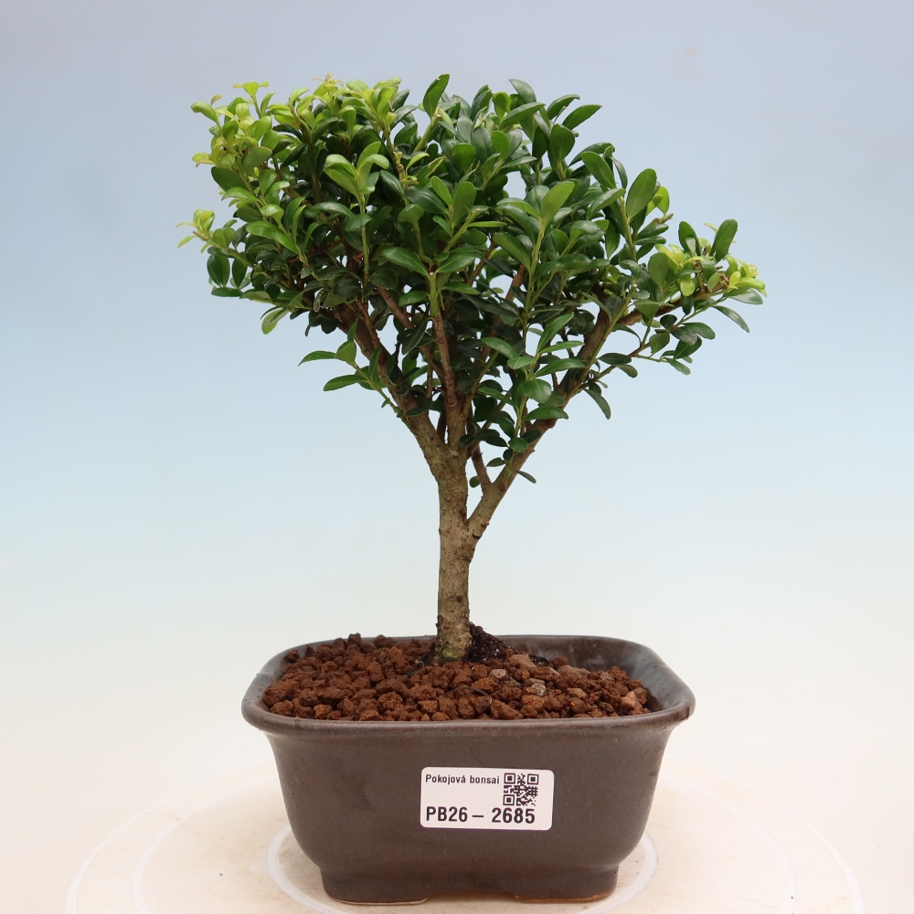 Room bonsai - Ilex crenata - Holly