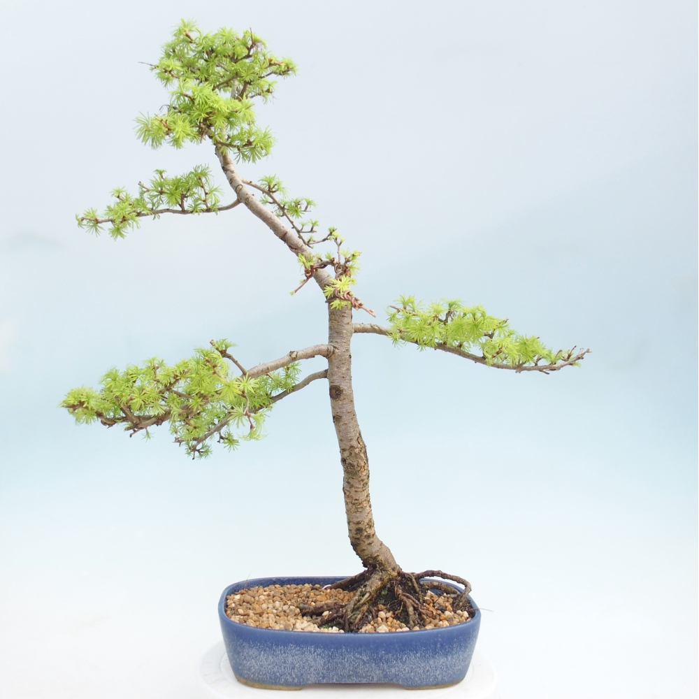 Outdoor bonsai -Larix decidua - Larch