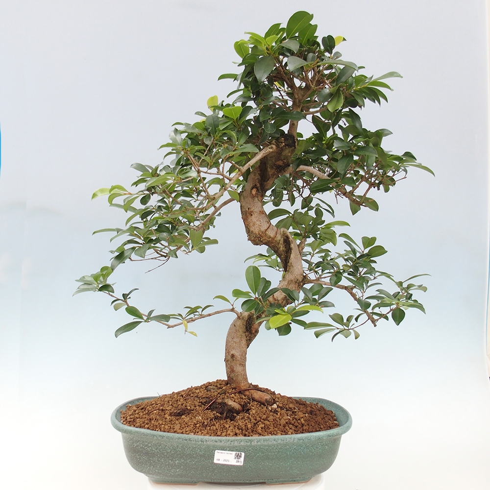 Room bonsai - Australian cherry - Eugenia uniflora - PERSONAL COLLECTION ONLY or pallet transport
