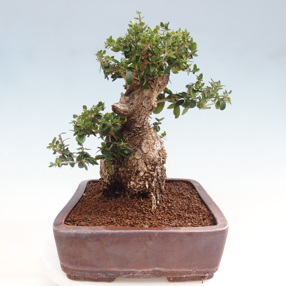 Indoor bonsai - Olea europaea sylvestris - European small-leaved olive oil