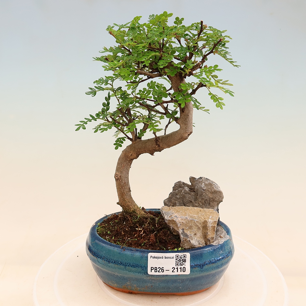 Room bonsai - Zantoxylum piperitum - pepper tree